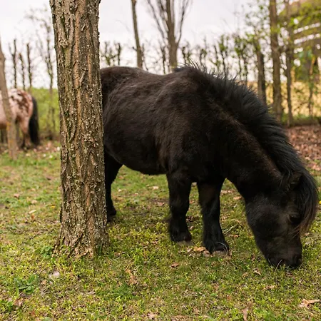 Brkin Salas Alloggio per agriturismo *
